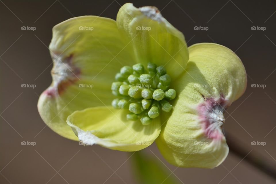 dogwood bloom