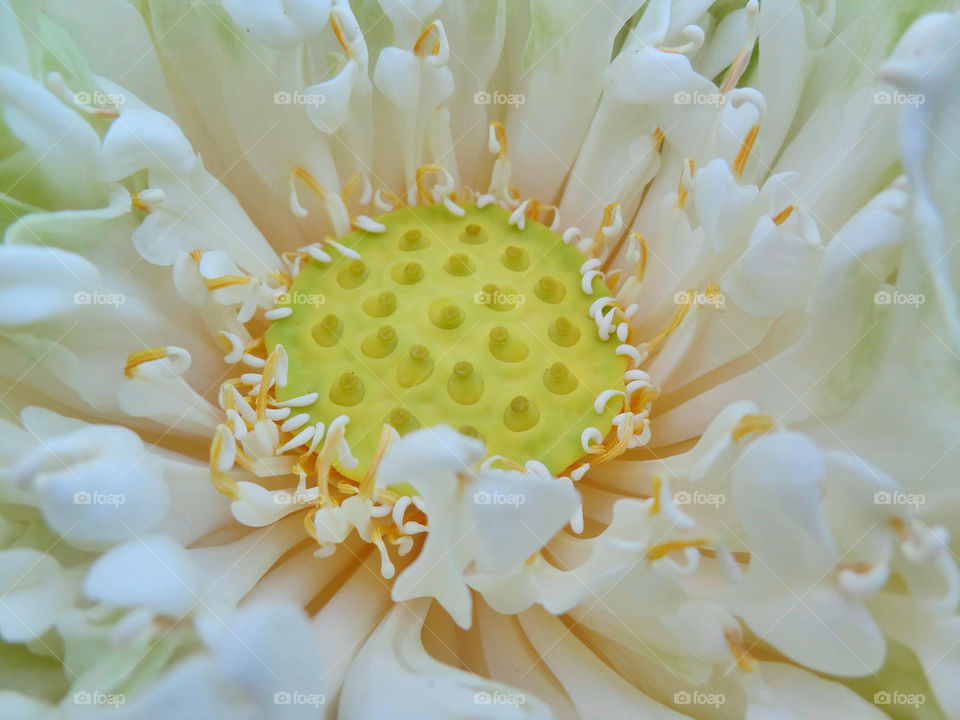 pollen closeup white leaves by sonchai