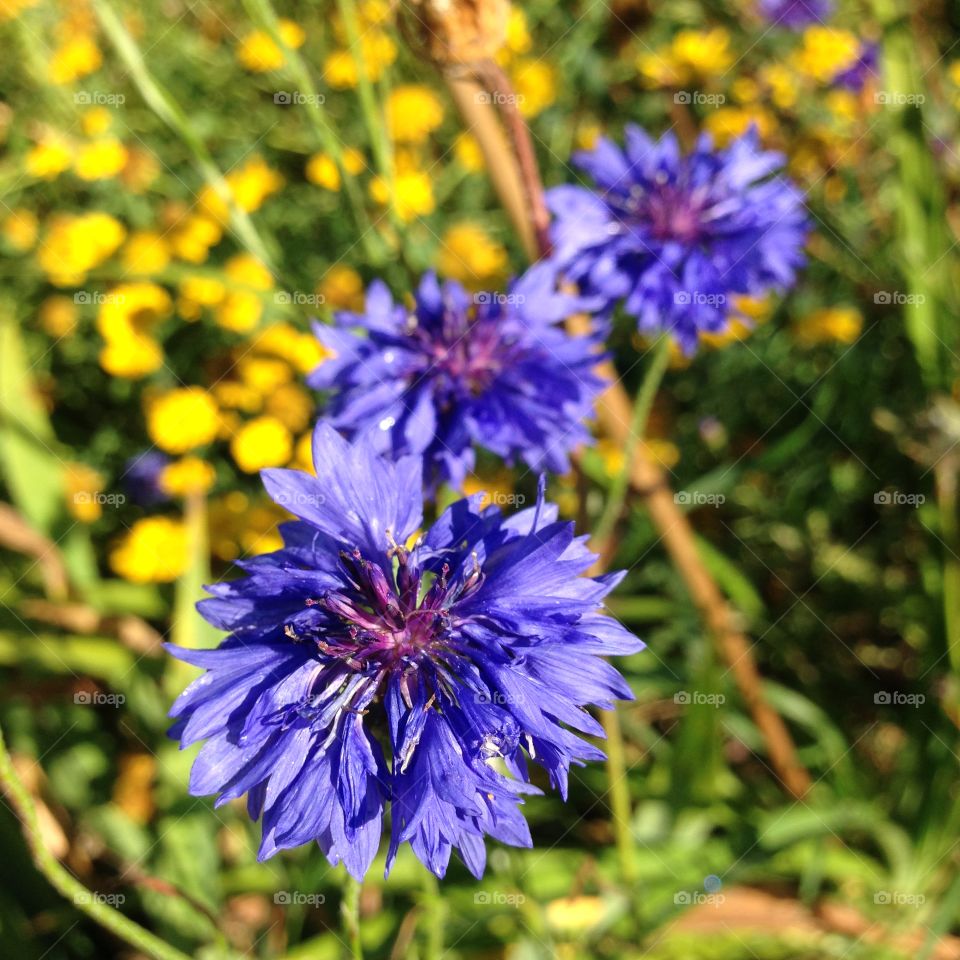 Cornflower. Cornflower
