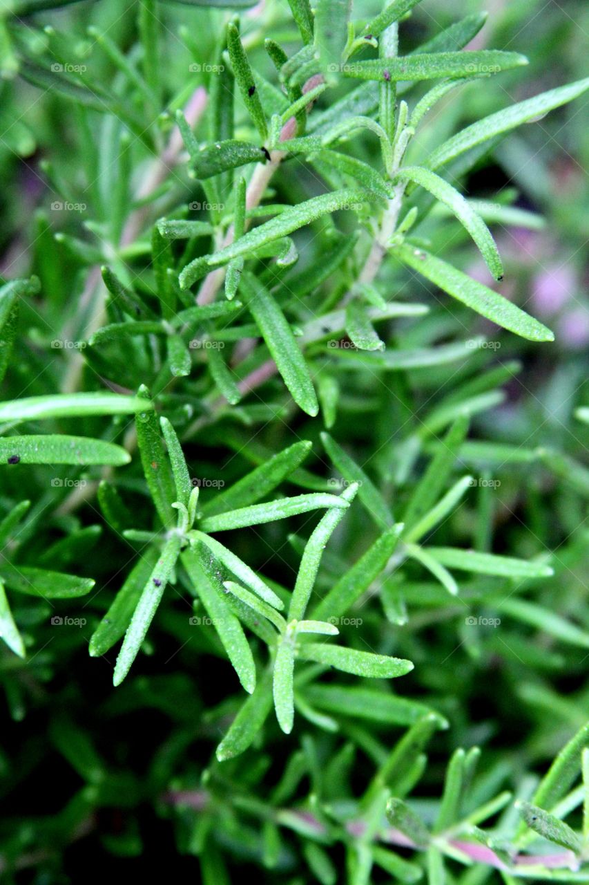 rosemary growing in a garde