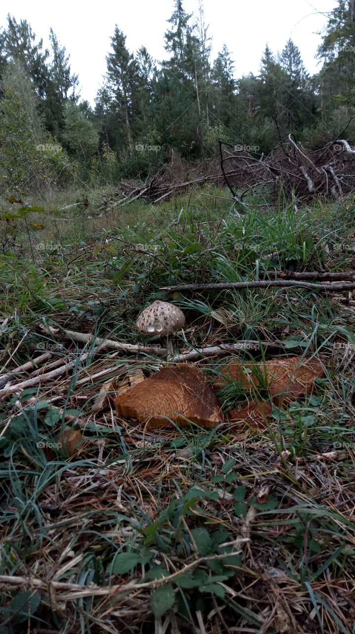 Parasol Pilz mushroom