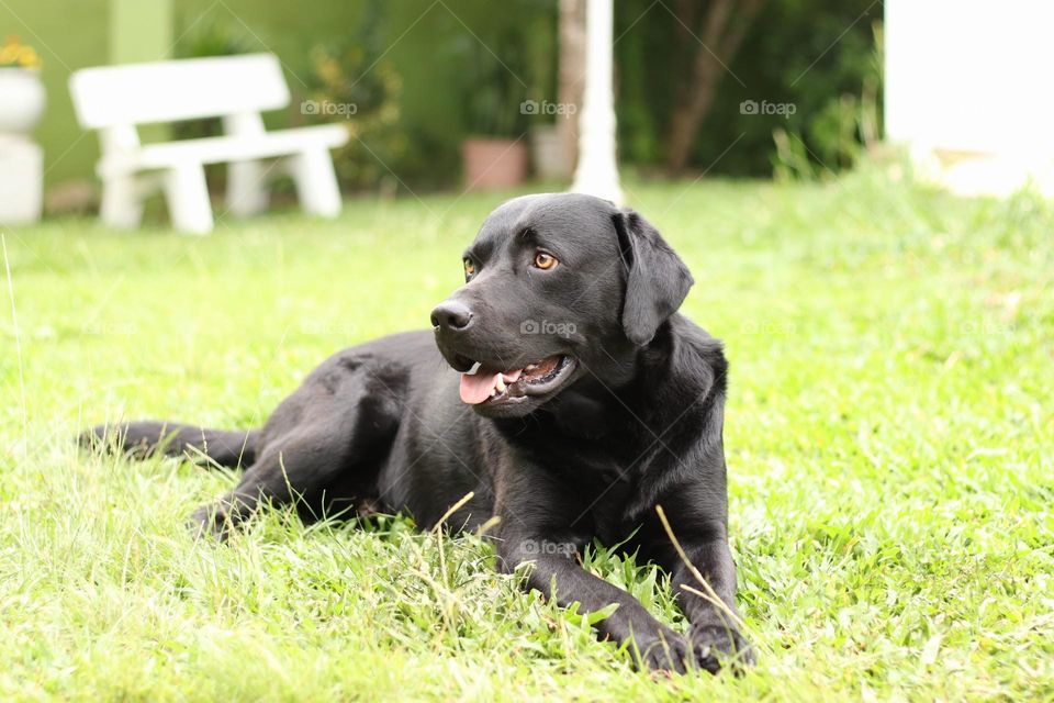 Black Labrador Dog on Lawn