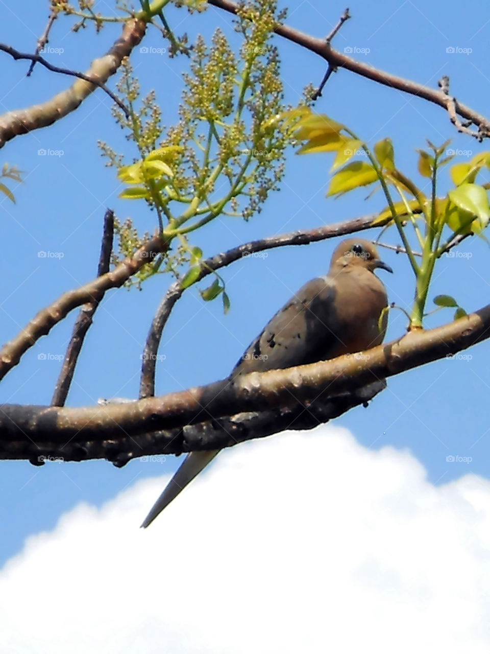 Hawk on Plum Tree Branch