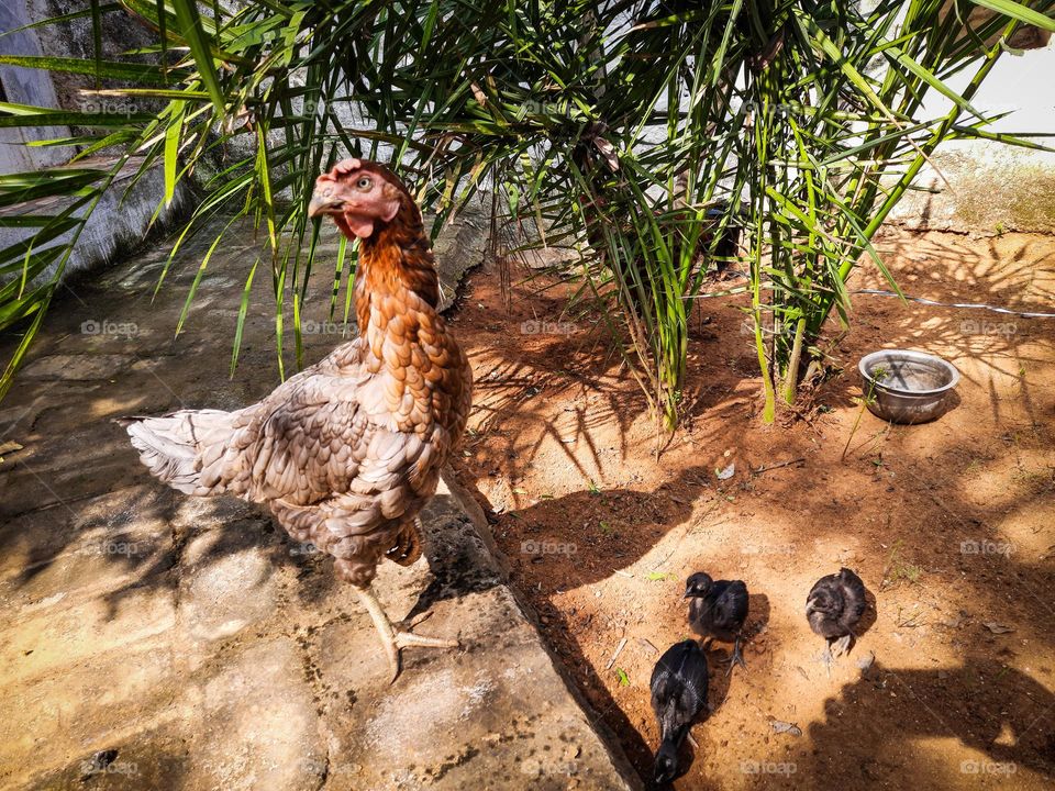 Hen and Chicks in the backyard