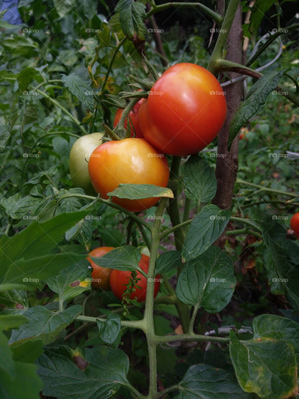 Food, Vegetable, Fruit, Leaf, Agriculture