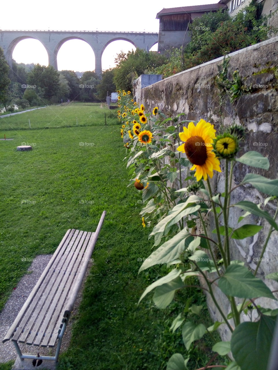 Sunflowers near the river in Fribourg, Swuitzerland