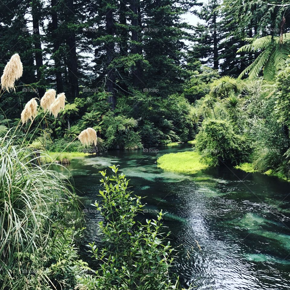 Natural springs, New Zealand, January 2017