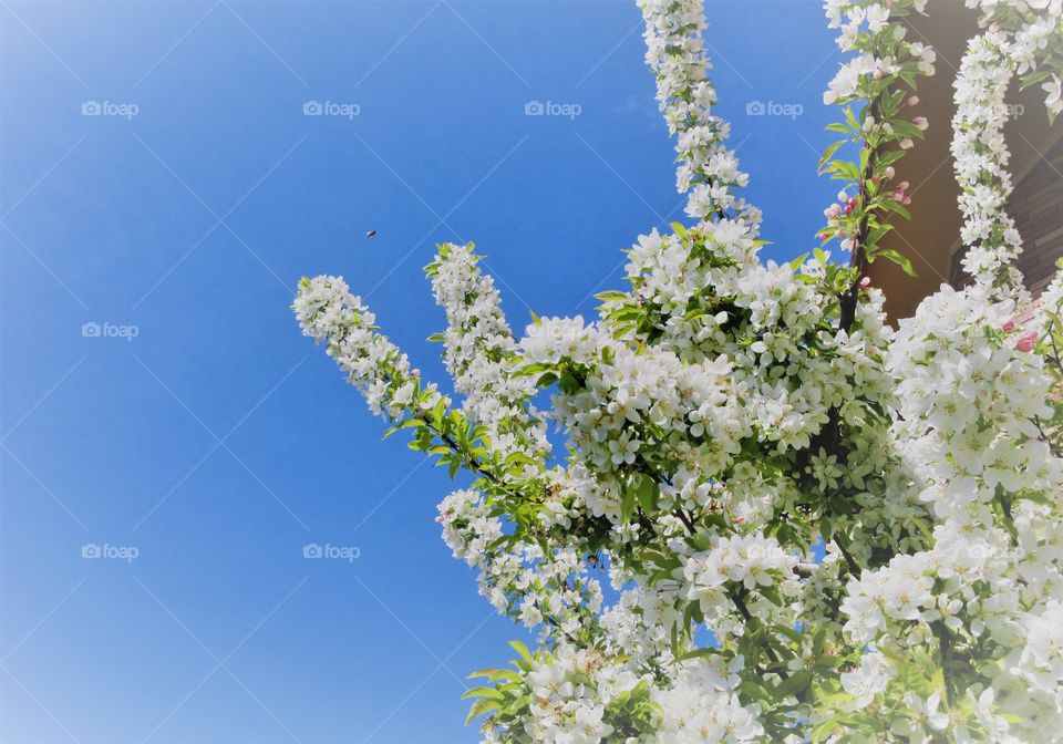 blossoms on tree