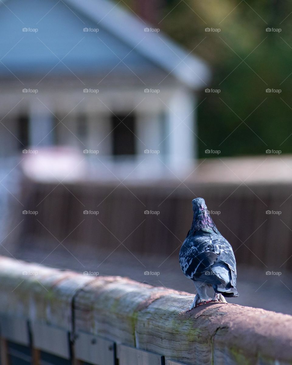 A pigeon walking down a bride’s handrail