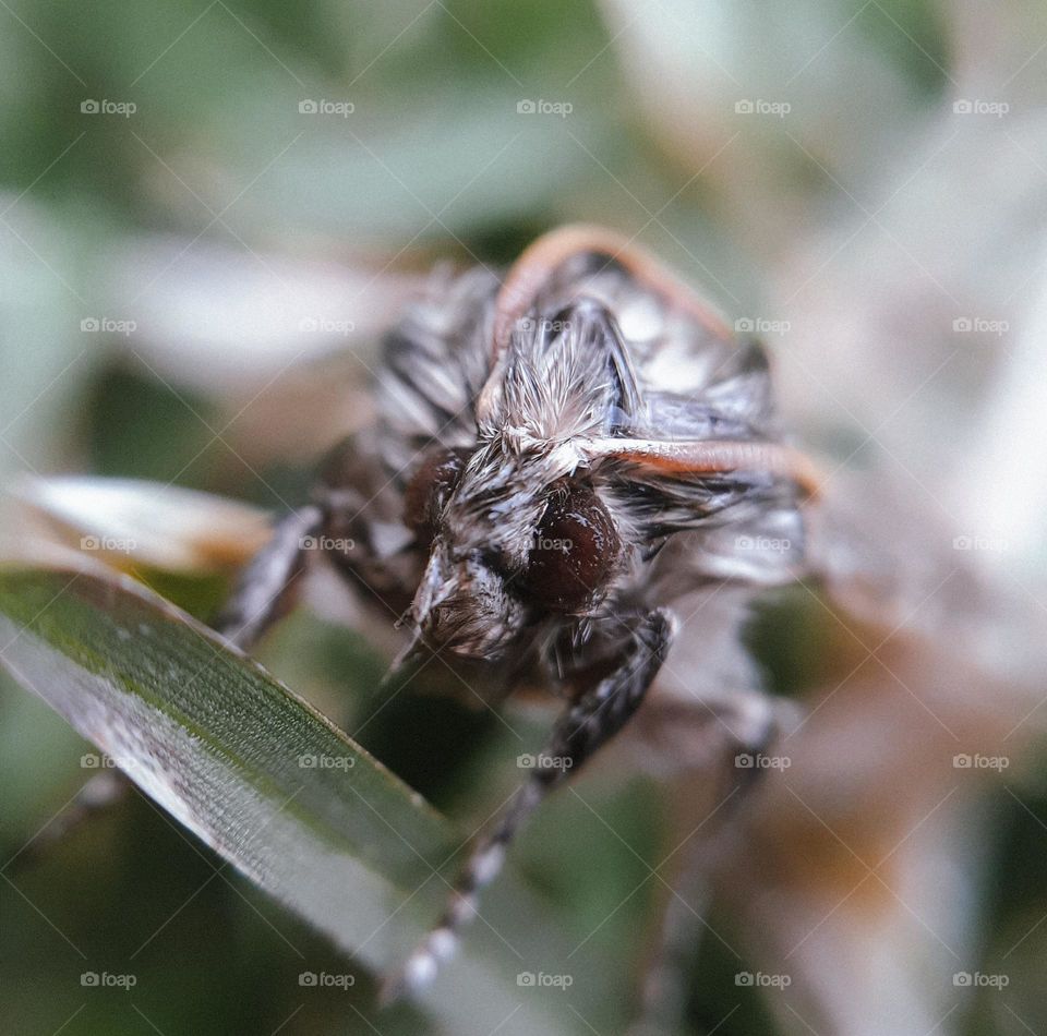 A wet beetle sits on the grass in a city park