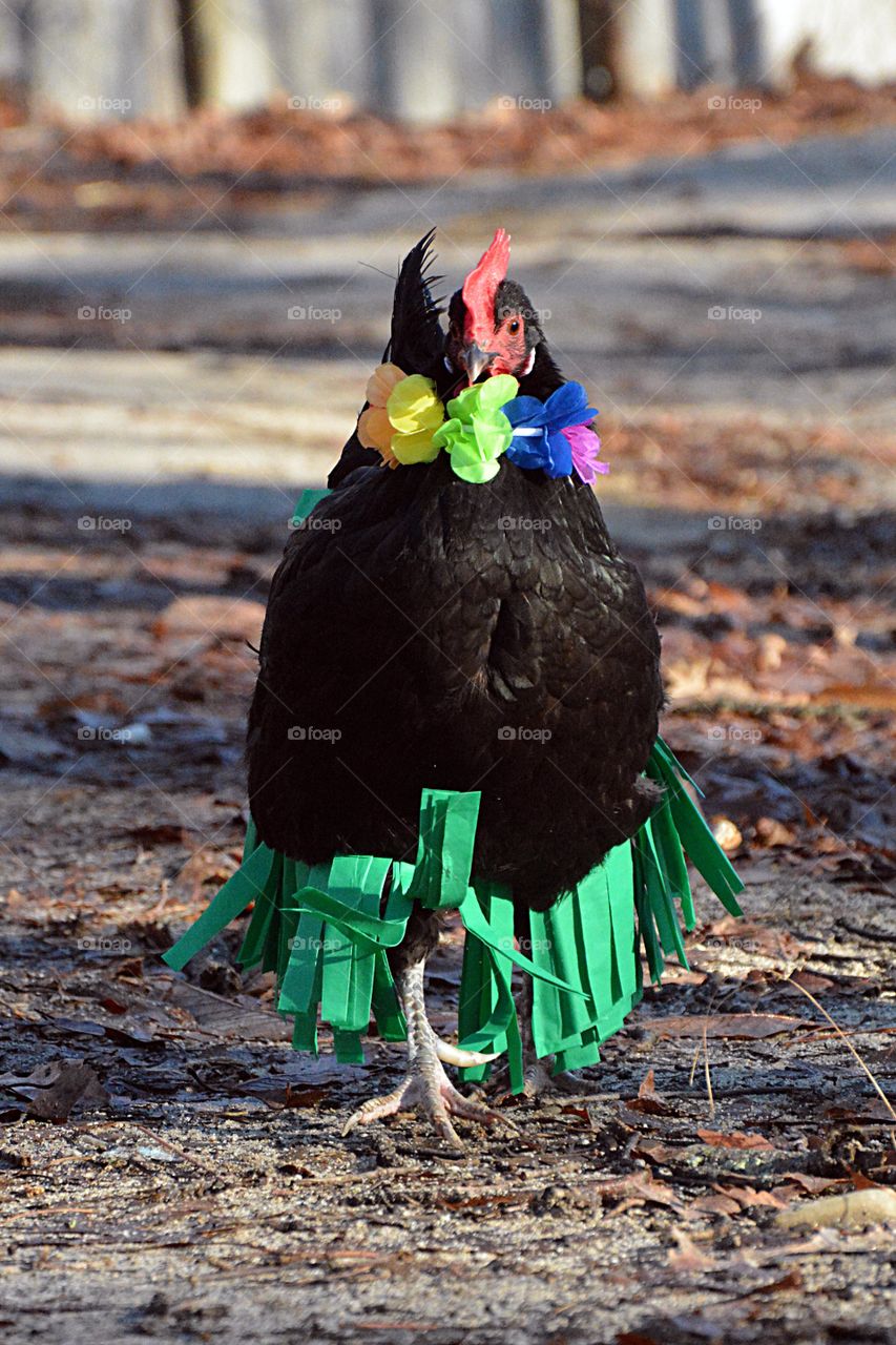 Black chicken wearing a Hawaiian hula skirt and floral lei