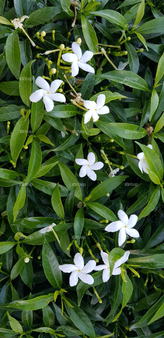 white flowers