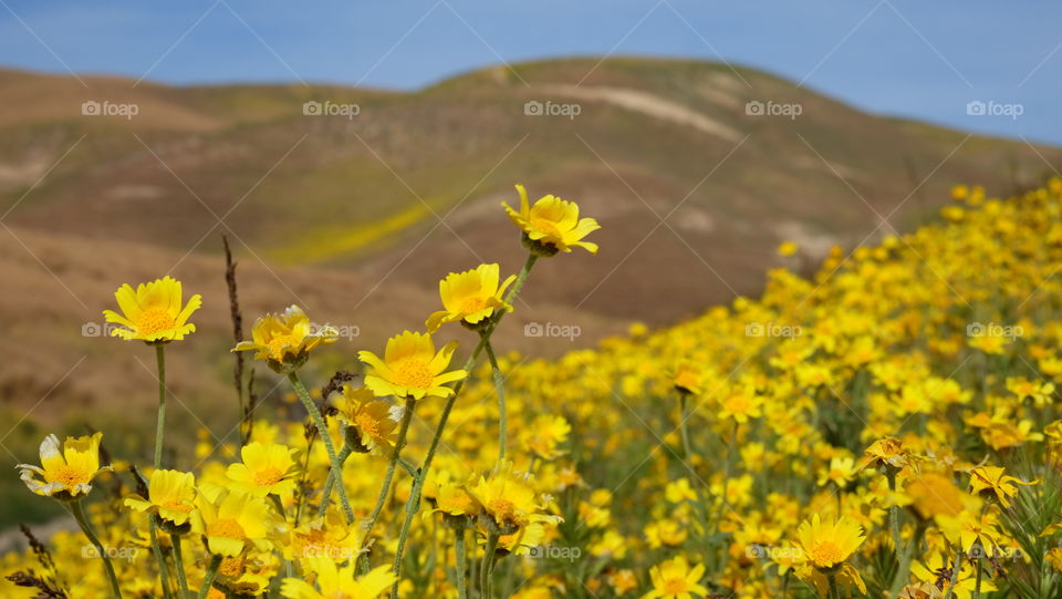 Beautiful pastoral hills in spring