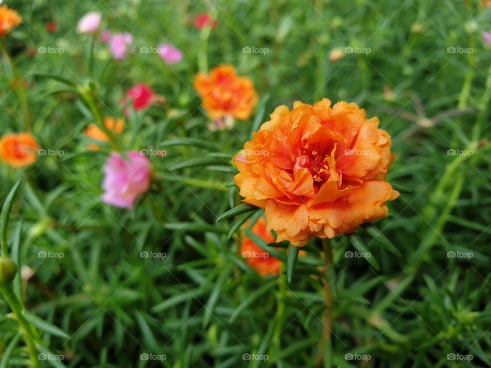 the Portulaca Grandiflora