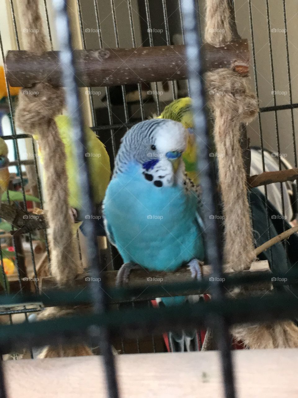 Budgie Olaf 