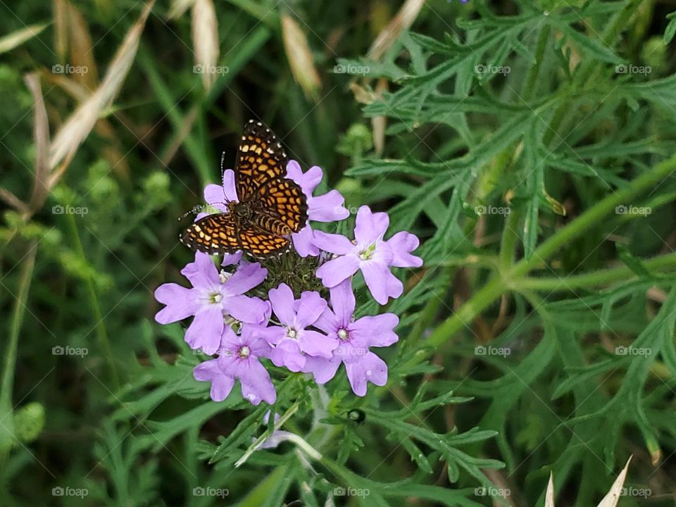 Phaon Crescent (Phyciodes phaon) on wild lavender verbena.