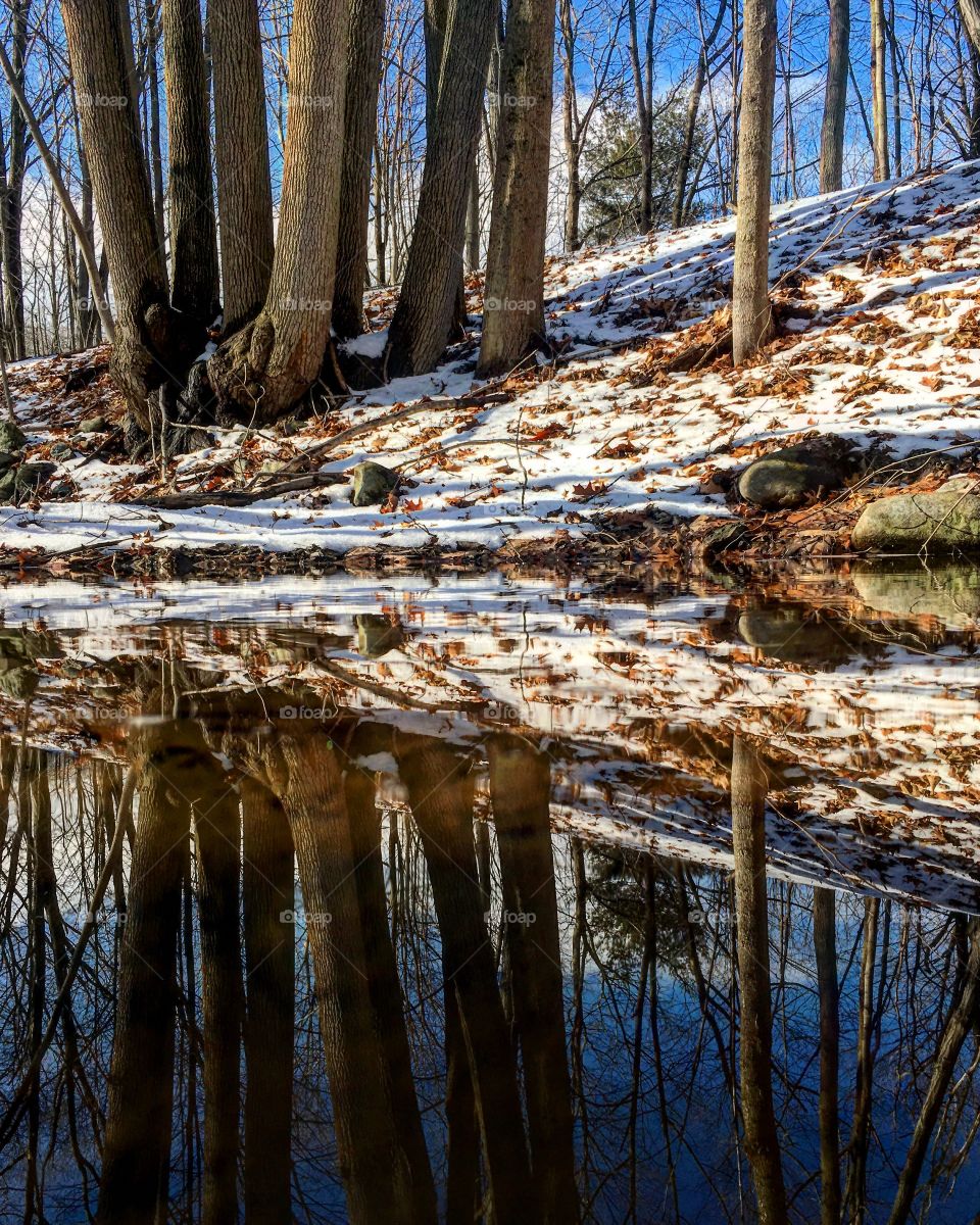 Reflection of tree trunk during winter