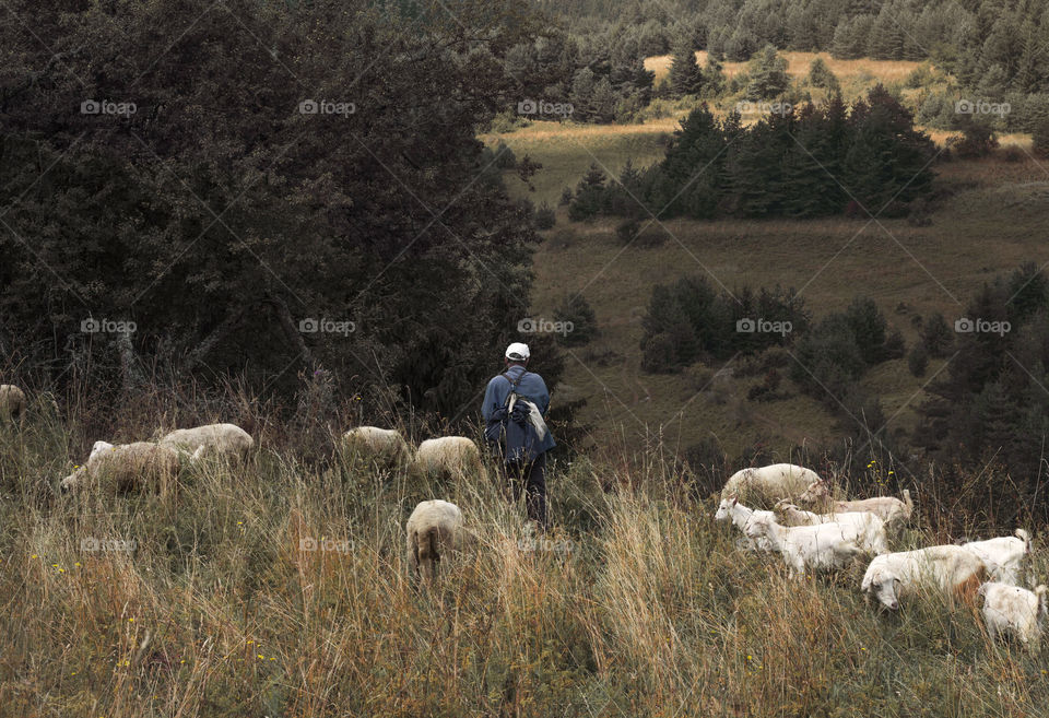 A man and goats in the mountain nature