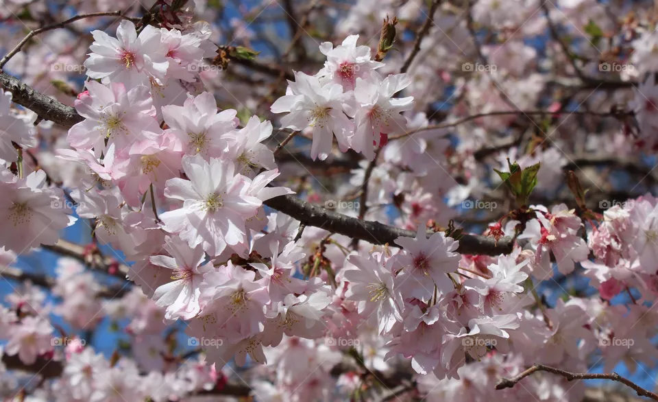 Profusion of pale pink cherry blossoms