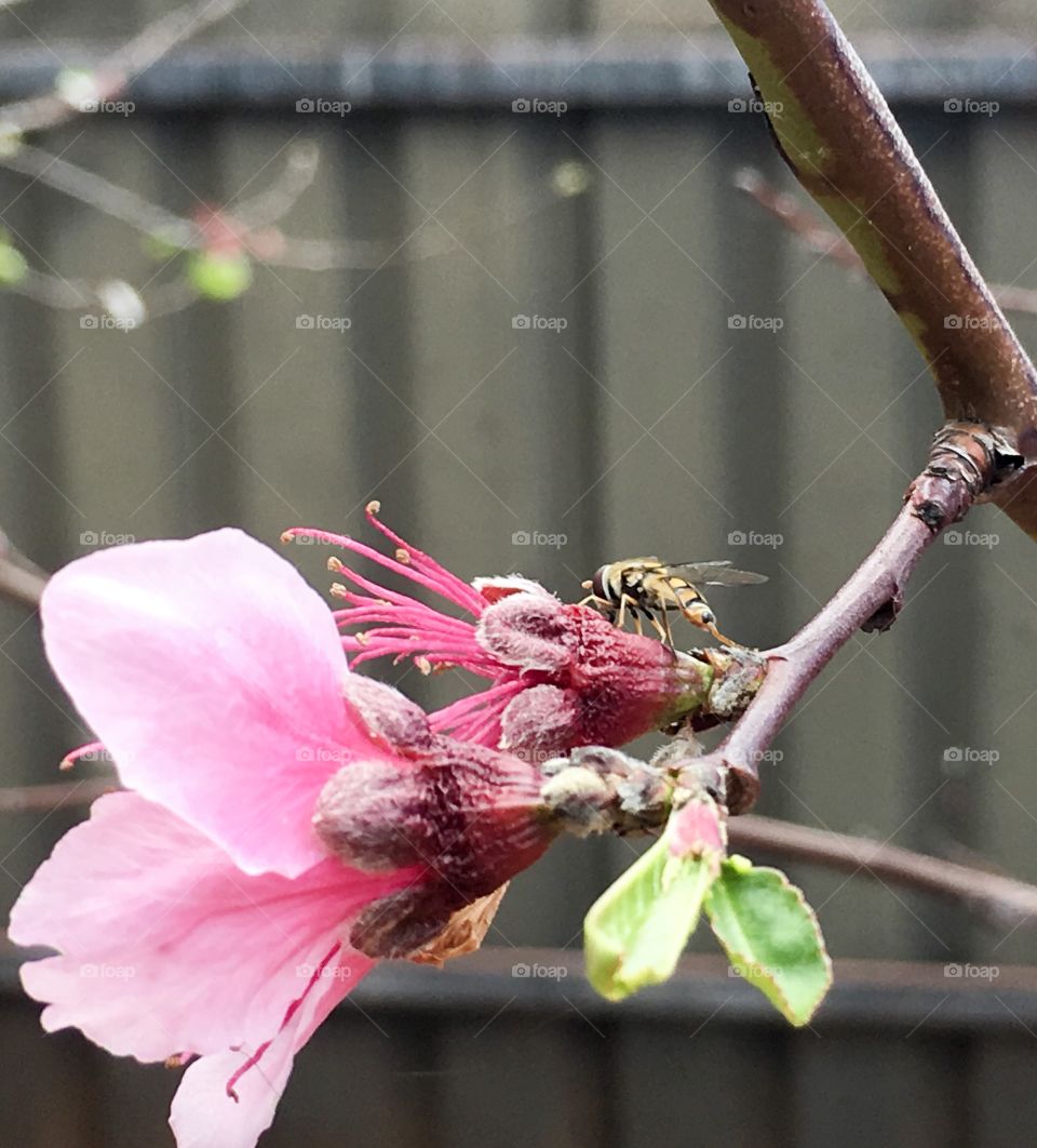 Closeup of a bee landing on a pink apricot blossom