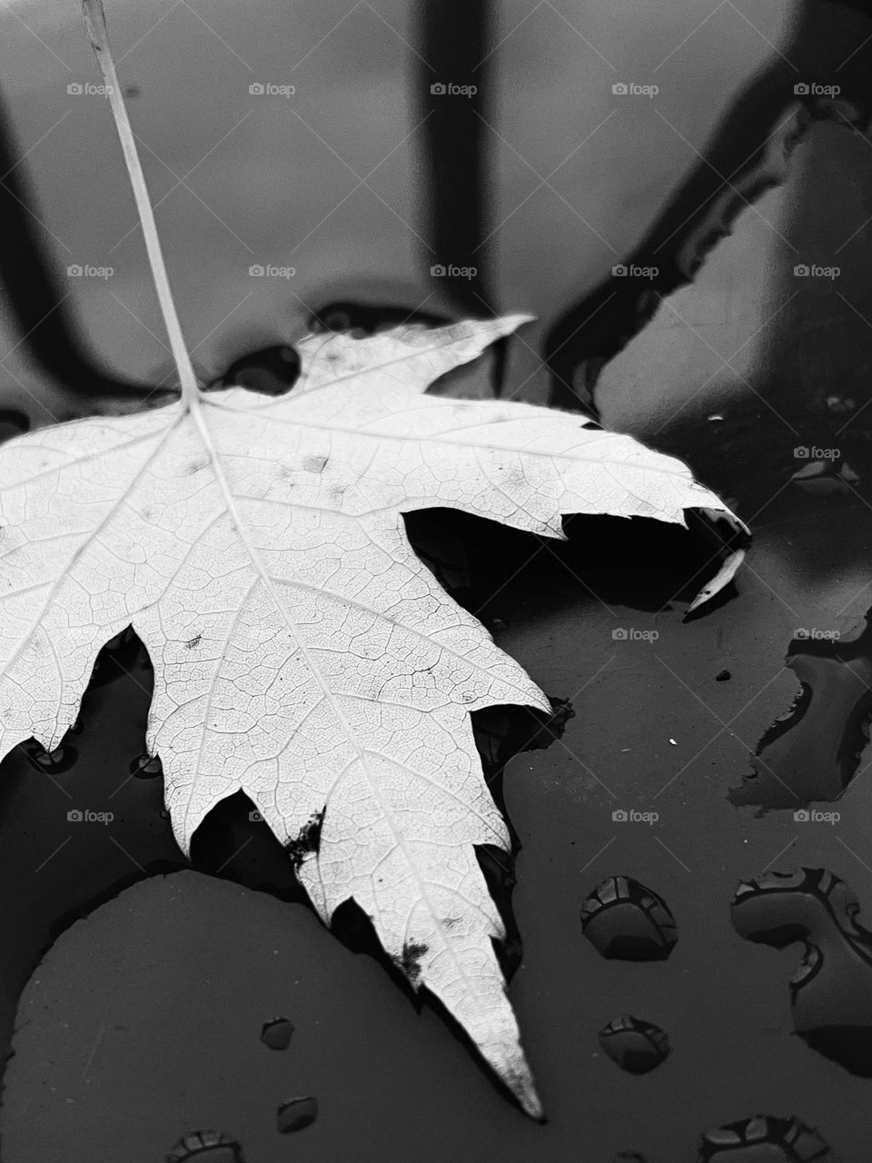 Black and white Maple Leaf…