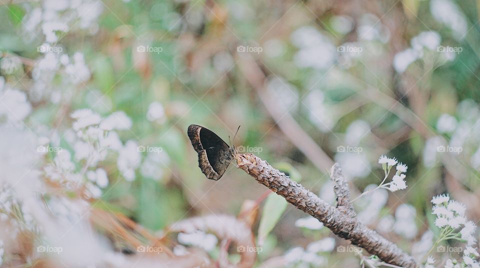 Butterfly resting on a branch.