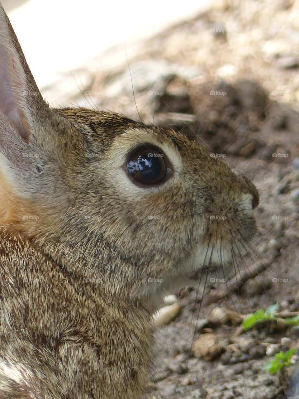 Forest rabbit close up 