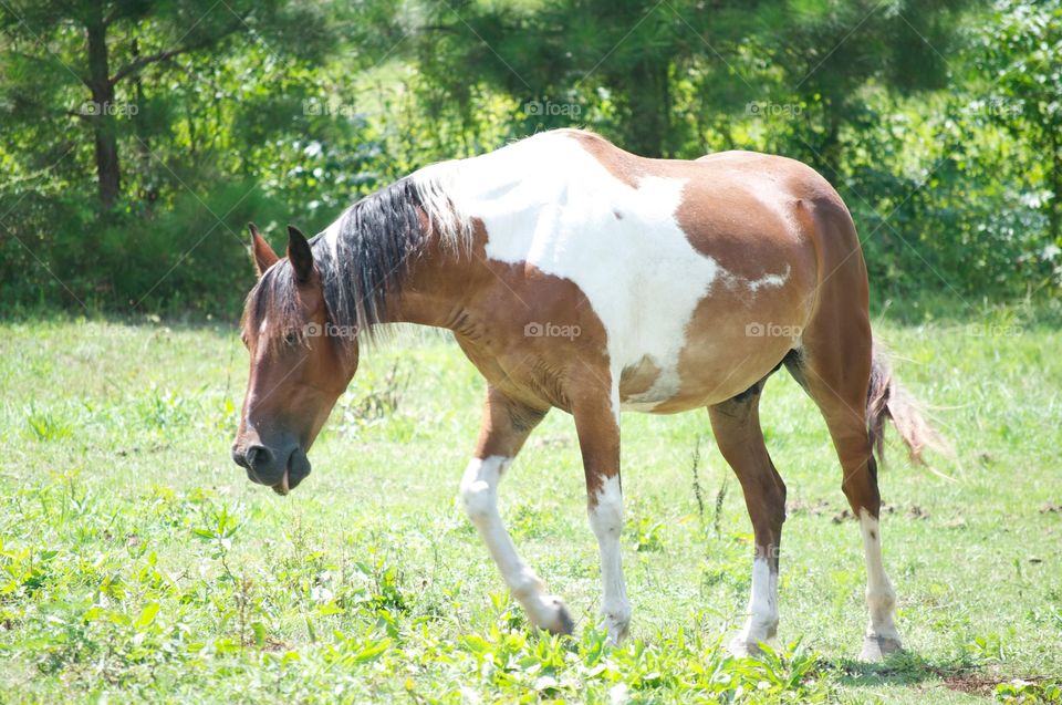 Tongue out, runnin out. 