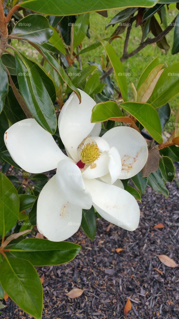 magnolia bloom 2. magnolia flower bloom