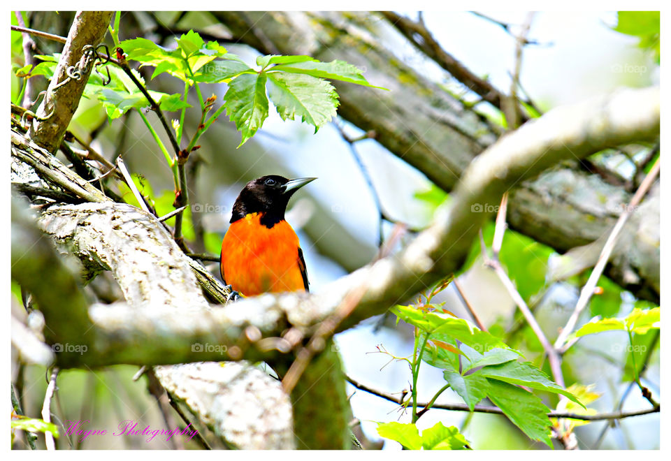 hooded oriole