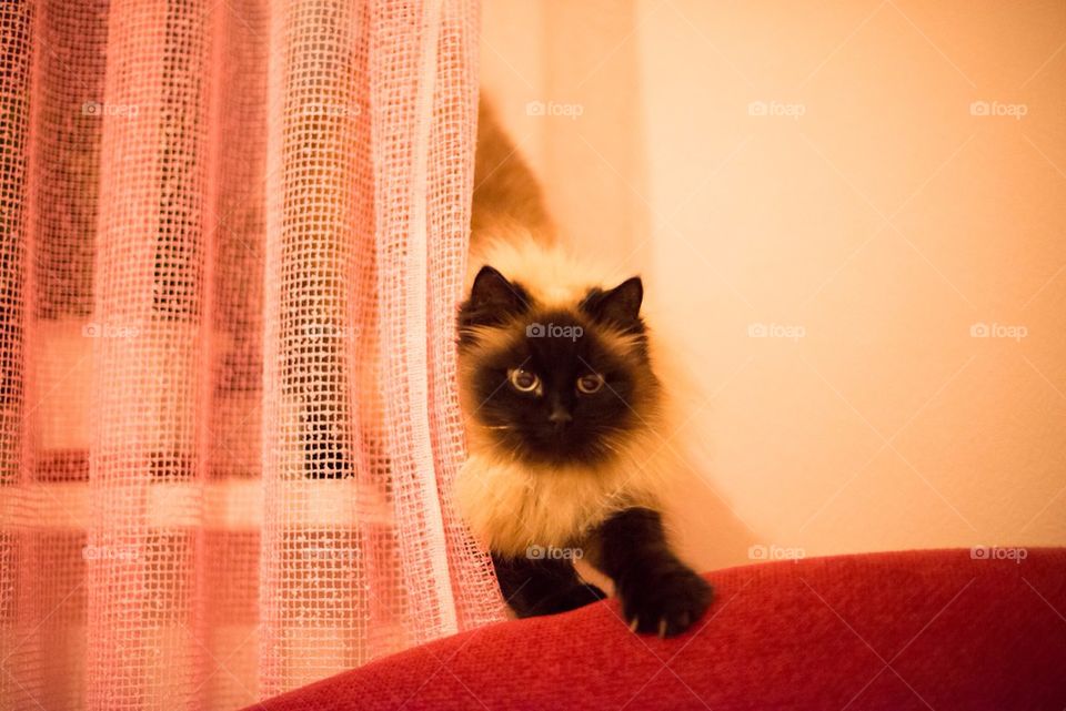 Cat showing up from behind the curtain