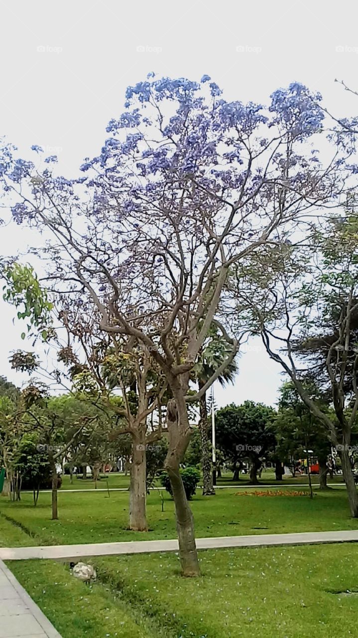 árbol