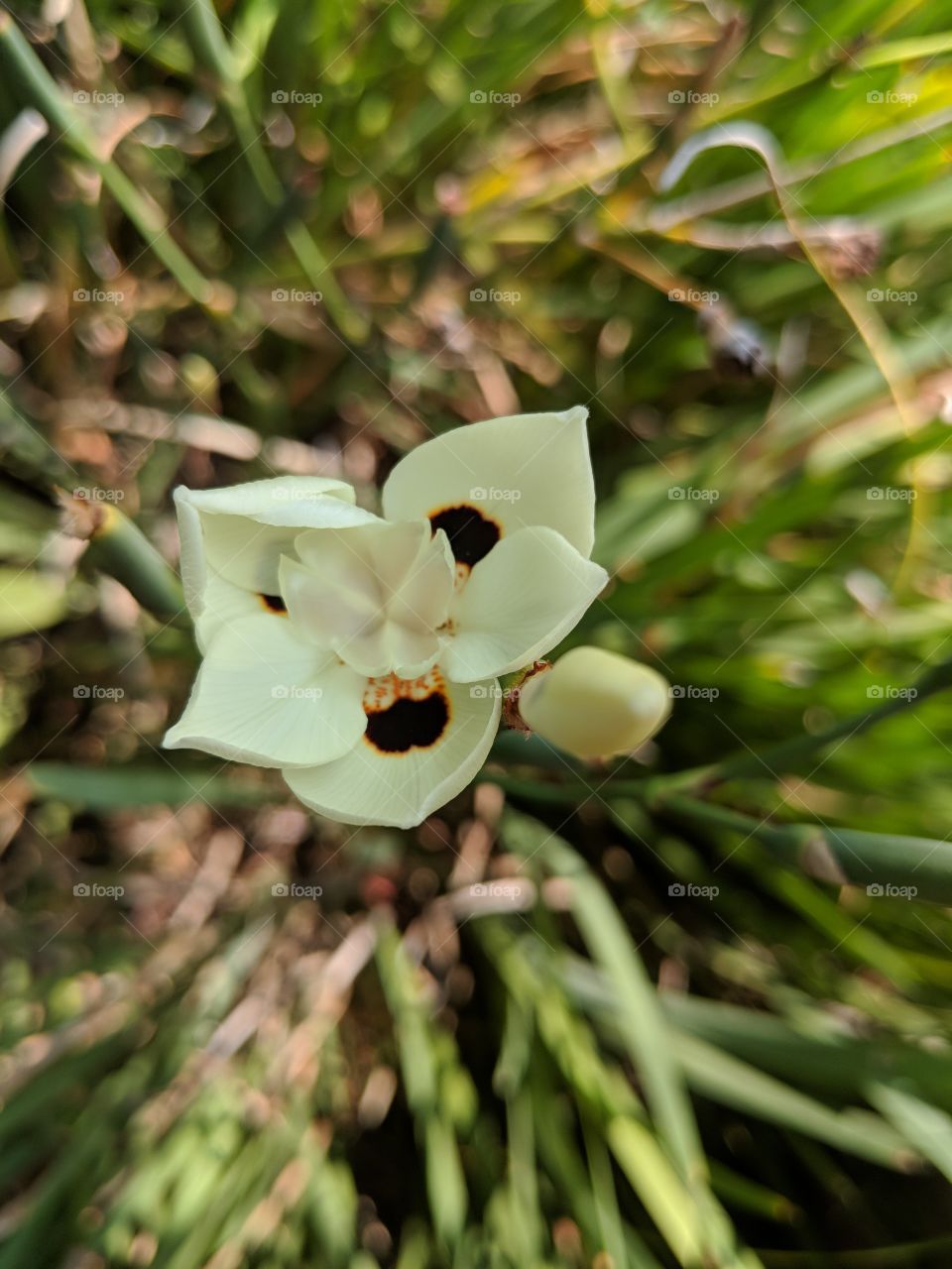 Butterfly Iris and Flower Bud