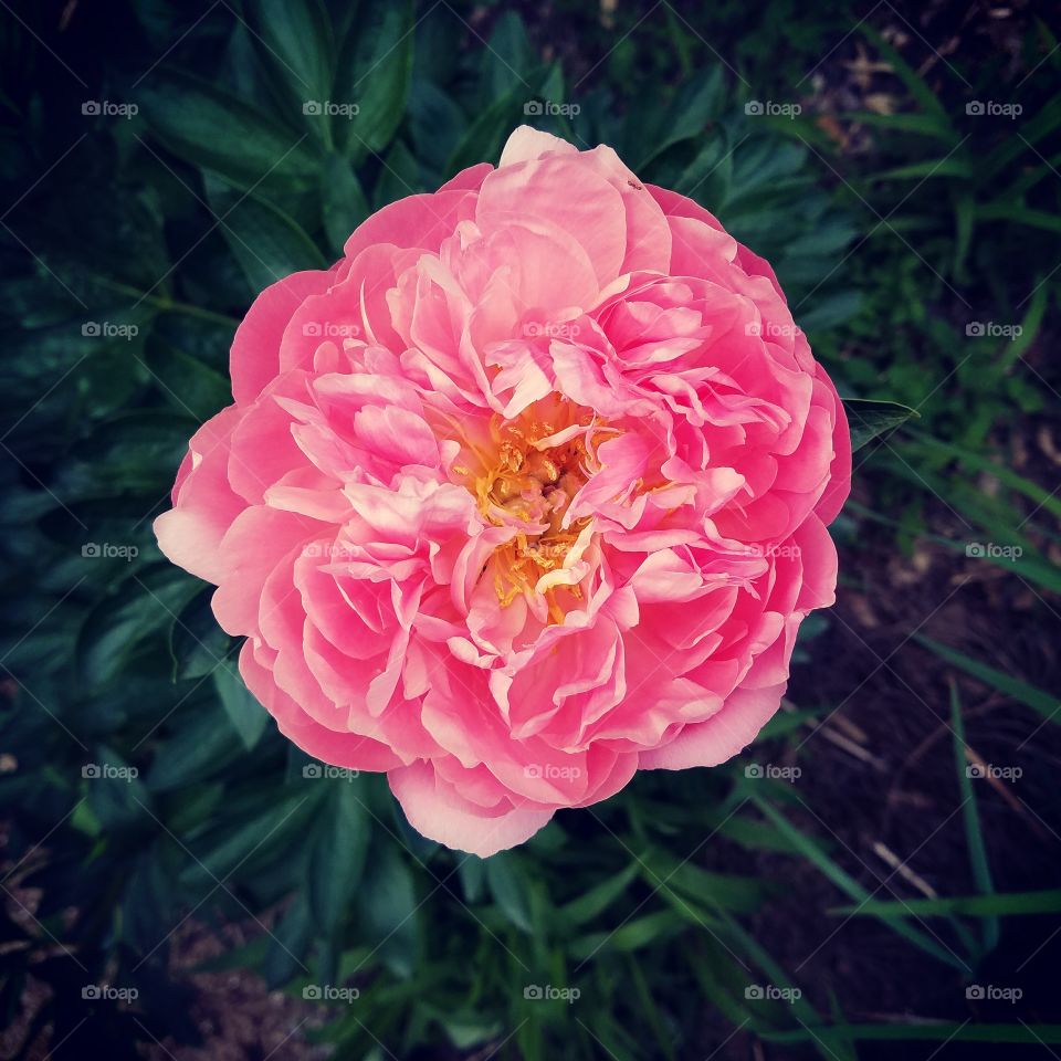 Peony flower