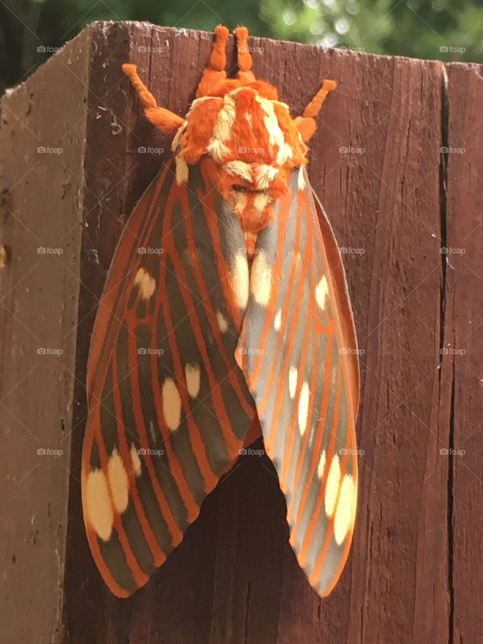 Majestic Regal Moth 