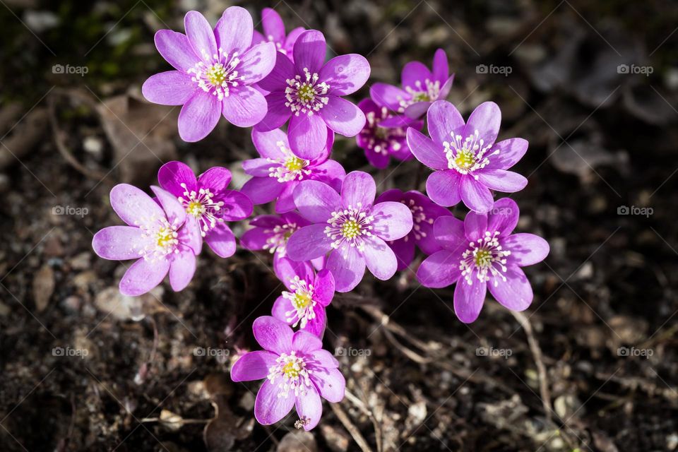 Sun shining on beautiful purple blooming anemone flowers in early spring, closeup 