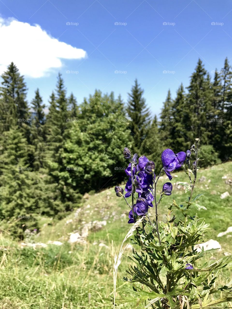 Alpine Flower Switzerland
