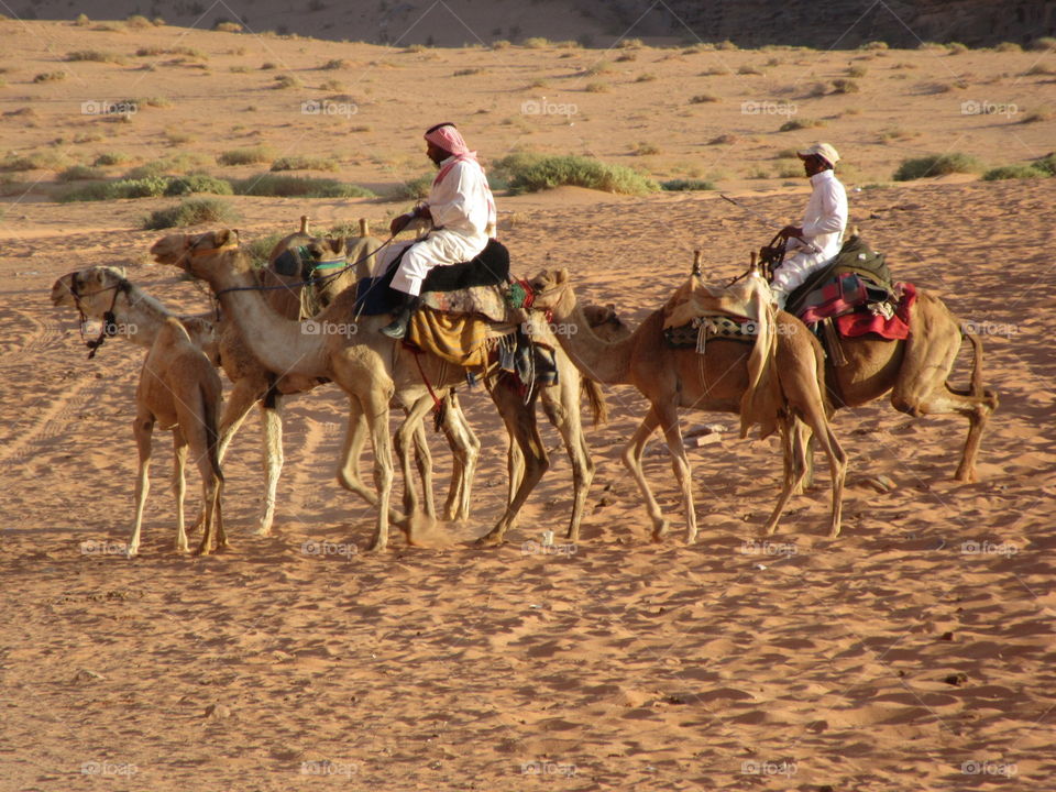 Camel caravan