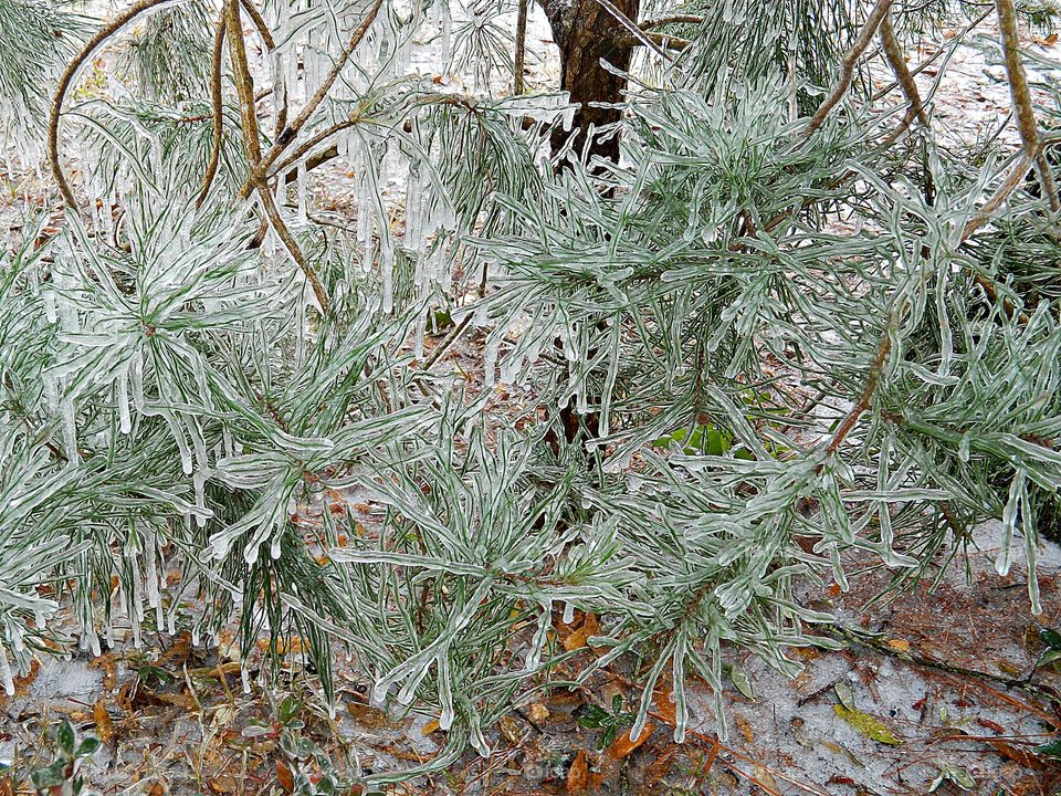 
Winter presents its own special challenges. When the land is covered with a coating of snow and ice outlines branches, the outdoors are transformed into a magical place. Less stuff going on, fewer birds, fewer trees with leaves, just less going on. 