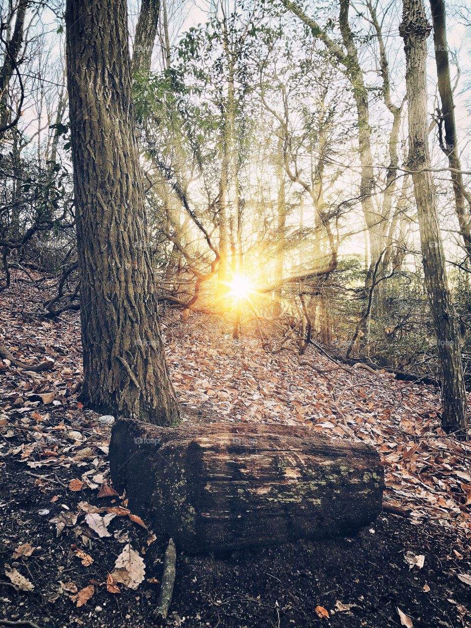 Tree trunk in forest during sunset
