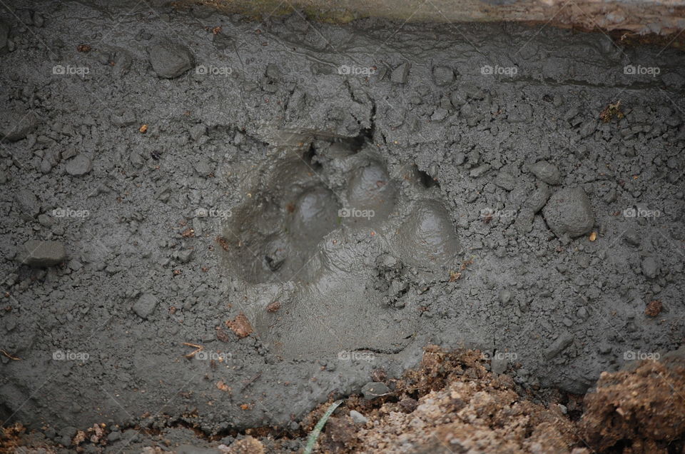 paw print