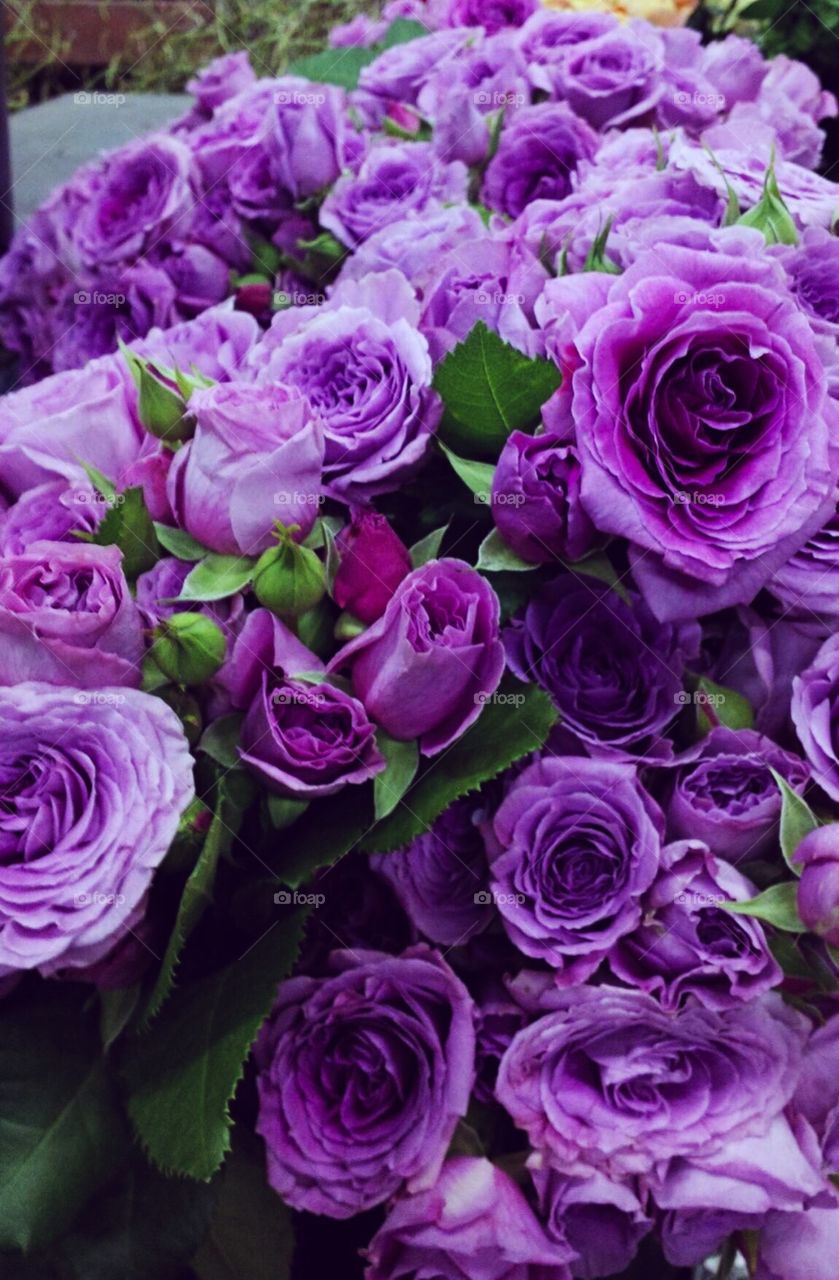 Purple garden roses