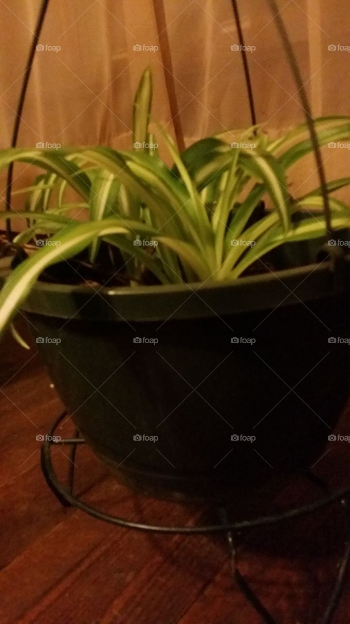 spider plant