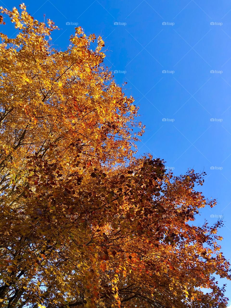 Autumn foliage against blue sky 