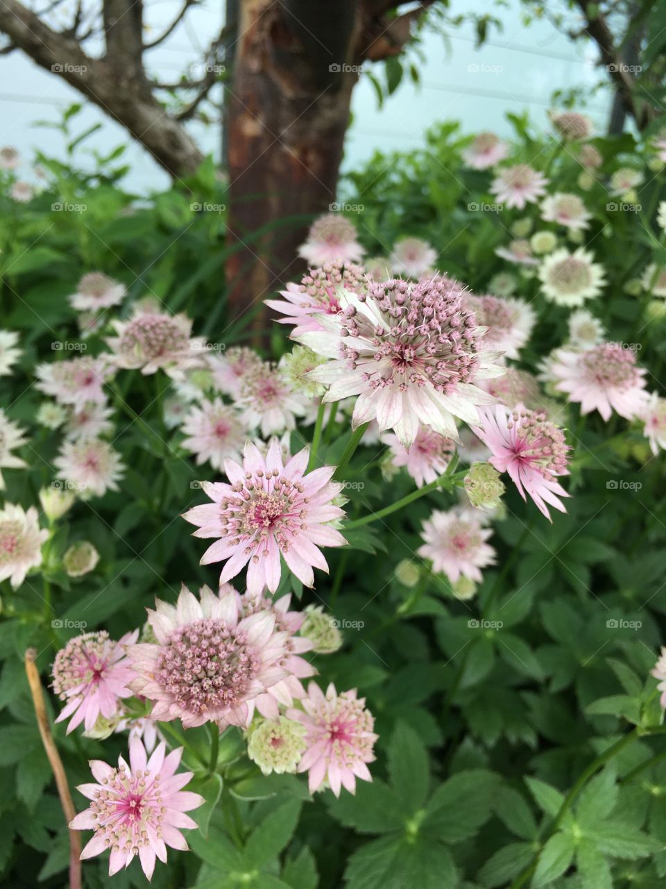 Astrantia flowers in bloom in Canada 