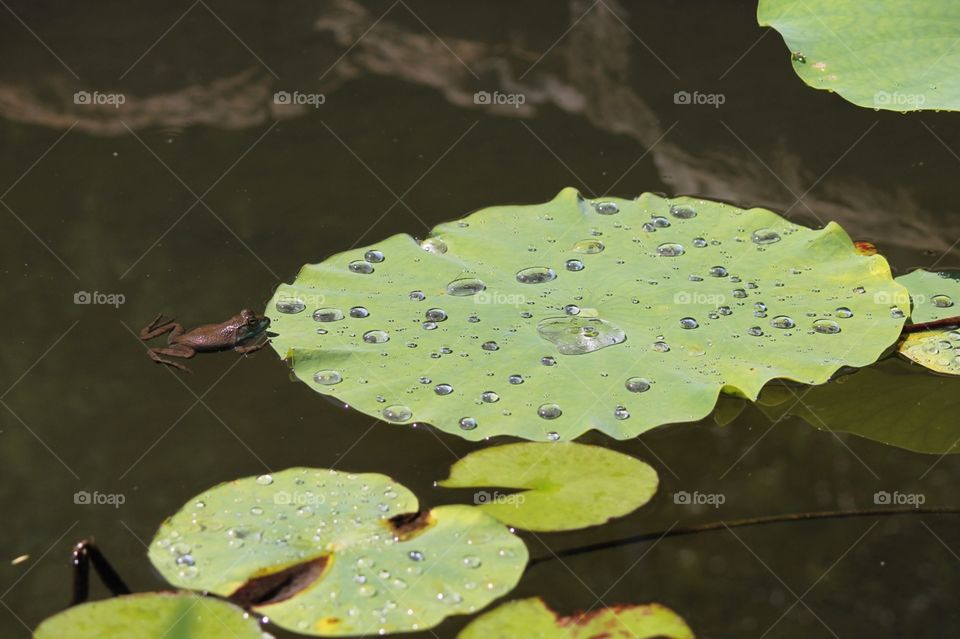 Lily pond frog