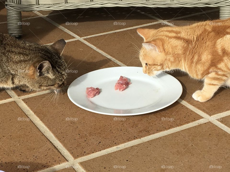 Two cats for one plate