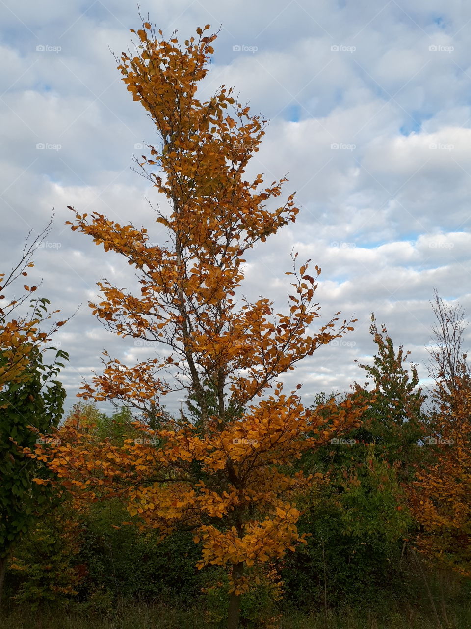 Fall, Leaf, No Person, Tree, Landscape