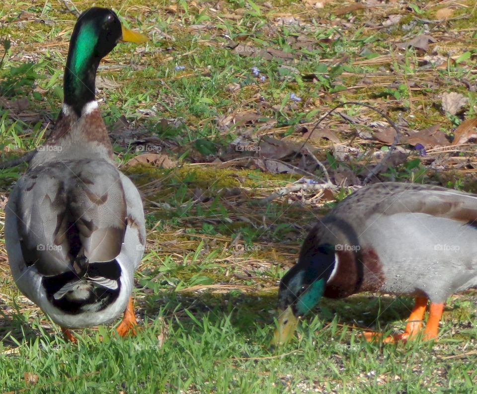 ducks dining . mallards having a meal in my back yard 