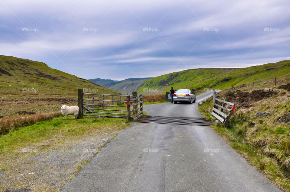 Sheep and lamb fence. Welcome to Snowdonia National Park in Wales. UK.